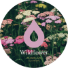 Вайлдфлауэр