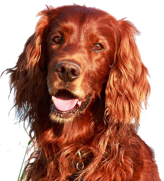 Айриш Сеттер Ред Эль