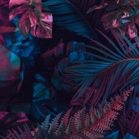 Ин зе Вуд #3а Империал Сезон + Априкот