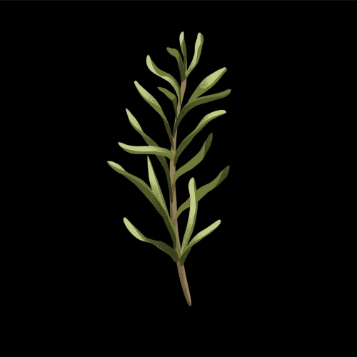 Сервэза Де Ромеро