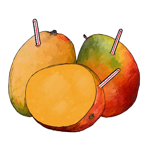 Триппель Мангофебер