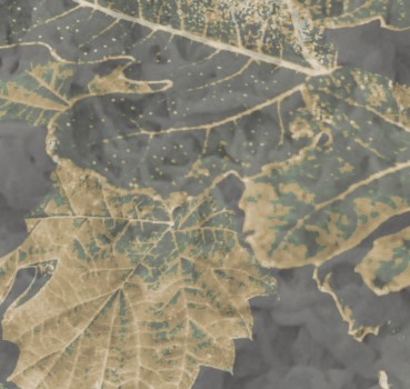 Эс Гард Фиг