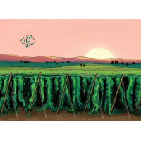 Аква Сифоум Шейм