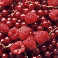 Гросселла и Гердс