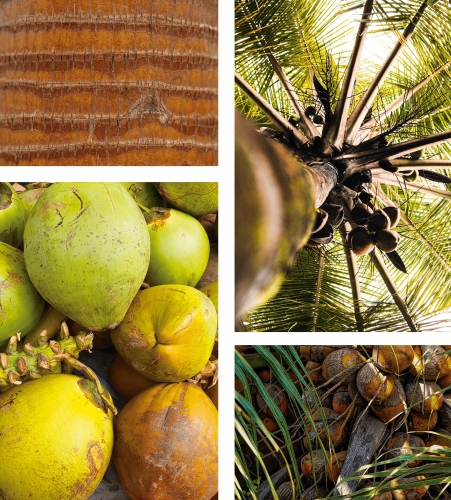 Кокос Нуцифера