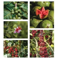 Гуава Арабика