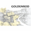 Голденрод