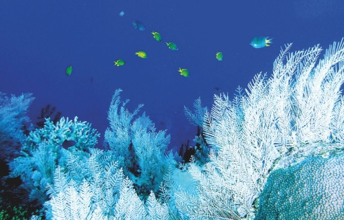 ДИПА ДДХ - Цитра / Мозаик / Сабро