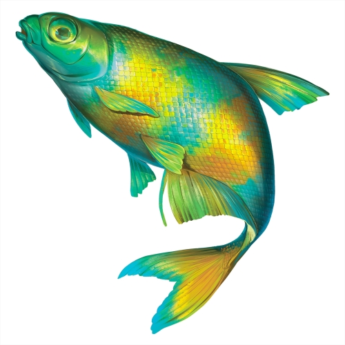 Белоглазка