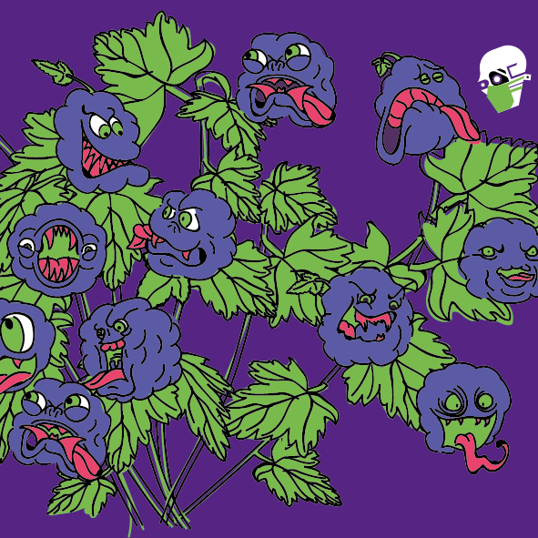 Блэк Каррентайн БА