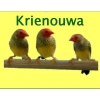 Криенова