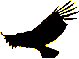 Кервекериа Станге