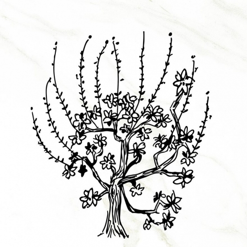 Салвиа Бланка