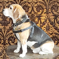 Гуд Хонест Пинт