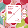 Харвест Тайм Черри