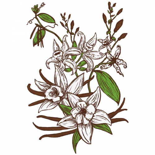 Ванилла Бин Стаут