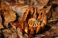 Русский Империал Стаут - Ром Баррел Эйджд Бленд