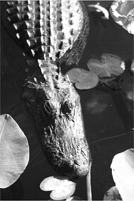 Русский Империал Стаут - Бленд Бурбон 16 Месяцев