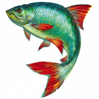 Краснопёрка