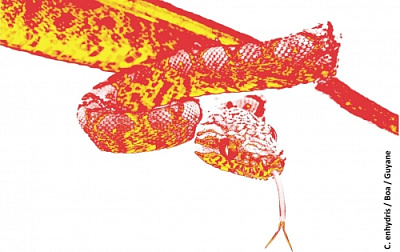 Дабл ИПА - Барб Руж