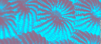 Двойной ИПА Мозаик