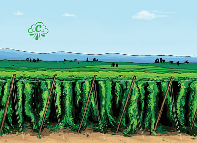 Вет Хоп Пилс