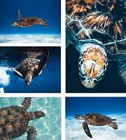 Челония Майдас