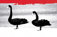 Двойной ИПА - Мозаик Крио