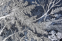 КОЛЛАБОРАЦИЯ - Циклик Бир Фарм (2023)